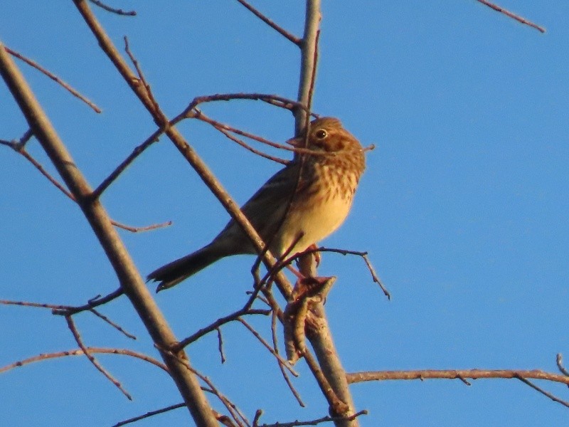 Chingolo Coliblanco - ML646183767