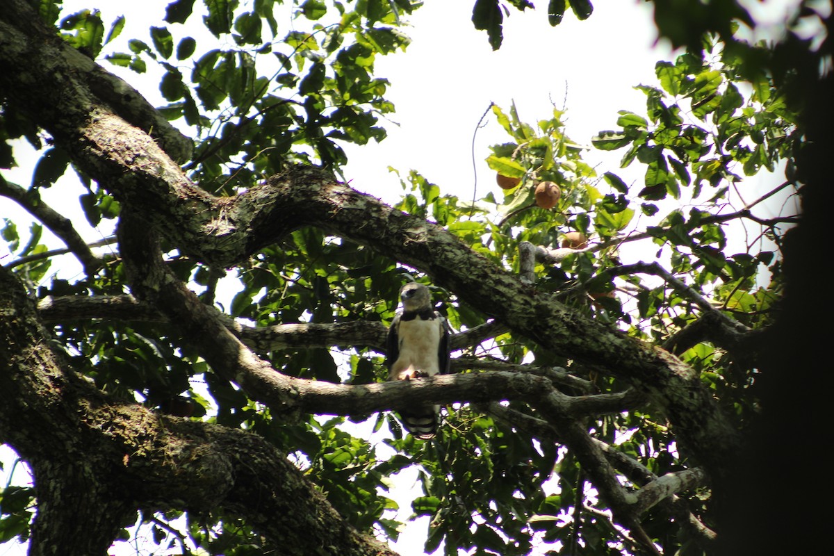 Harpy Eagle - ML646183775