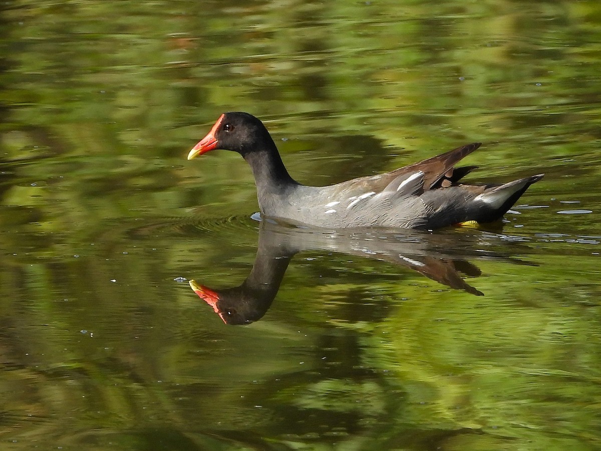 Common Gallinule (American) - ML646183783