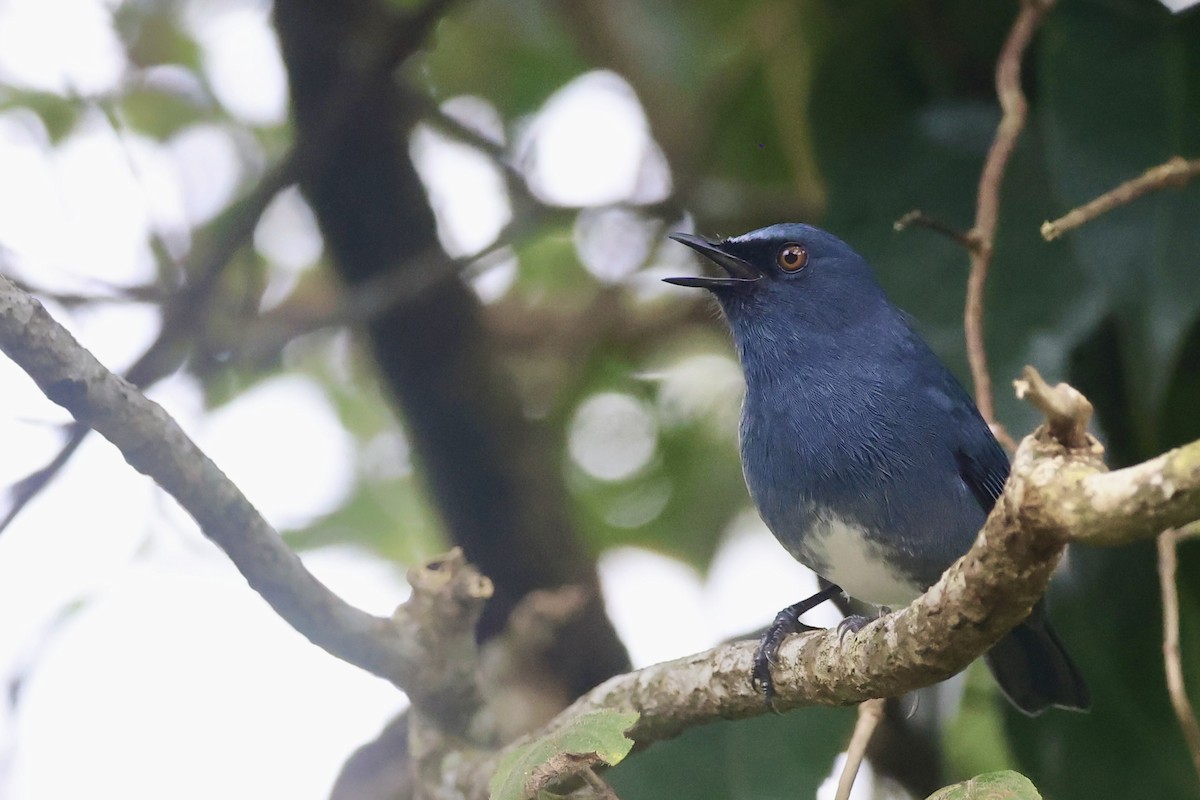 White-bellied Sholakili - ML646183787