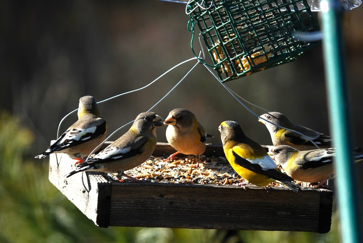 Evening Grosbeak - ML646183788