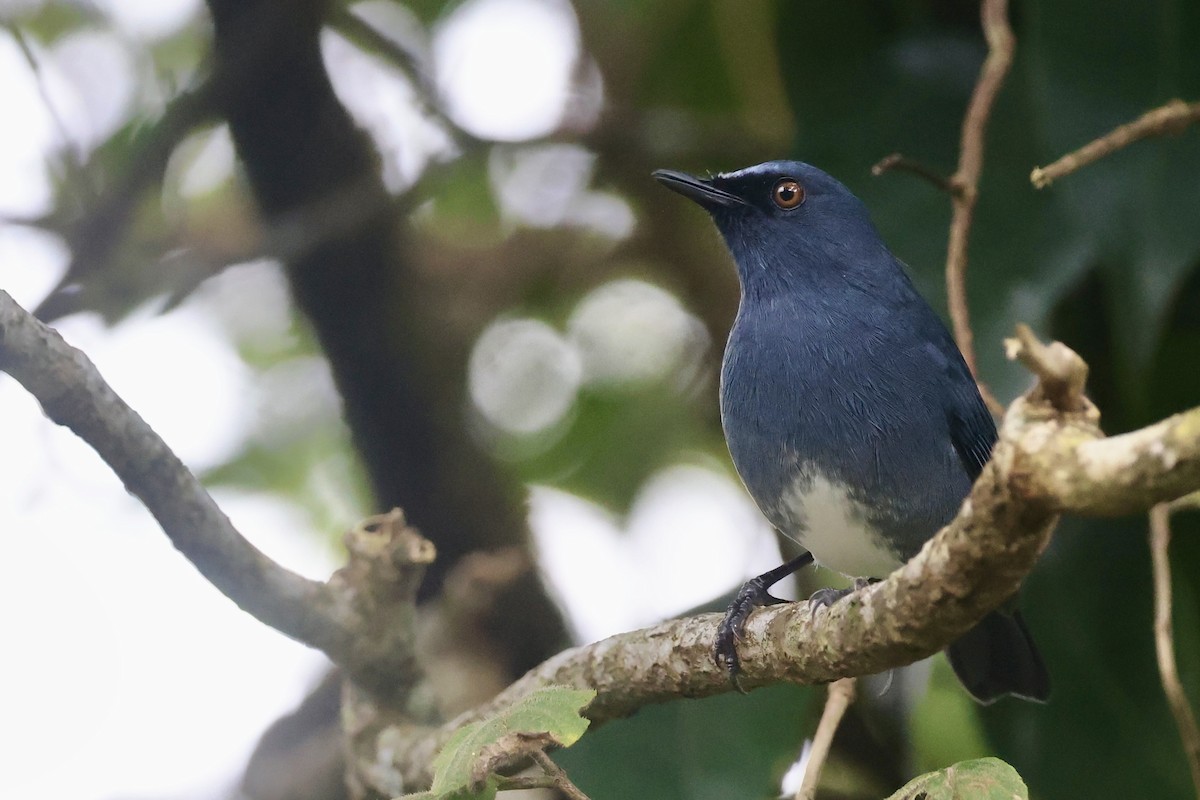 White-bellied Sholakili - ML646183815