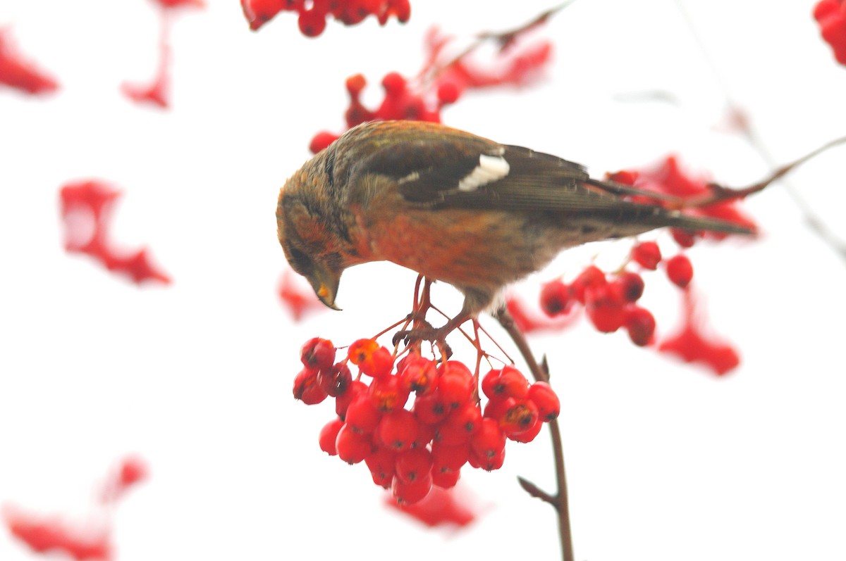 Шишкар білокрилий - ML646183817