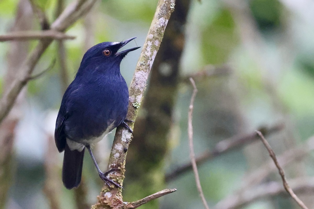 White-bellied Sholakili - ML646183822