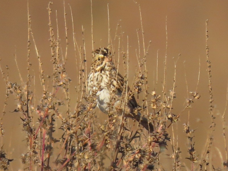 Savannah Sparrow - ML646183828