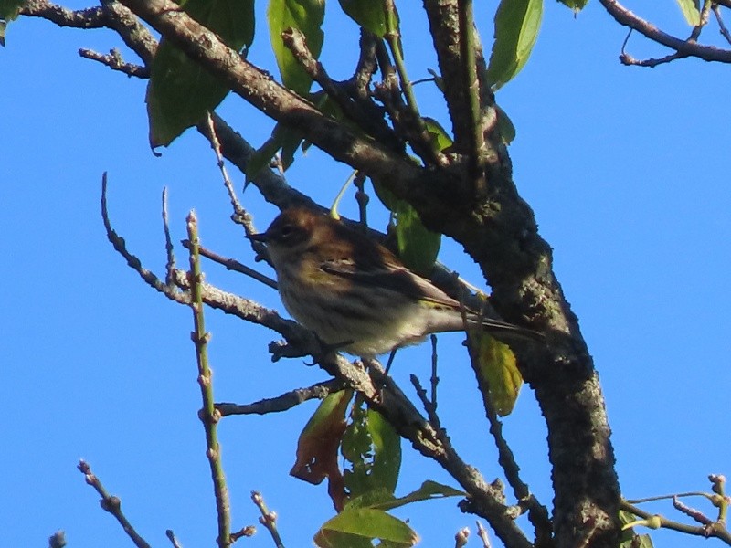 Yellow-rumped Warbler - ML646183834