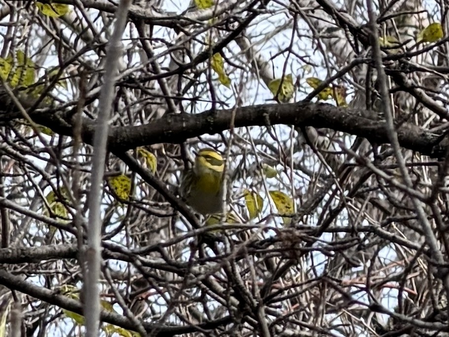 Townsend's Warbler - ML646183861