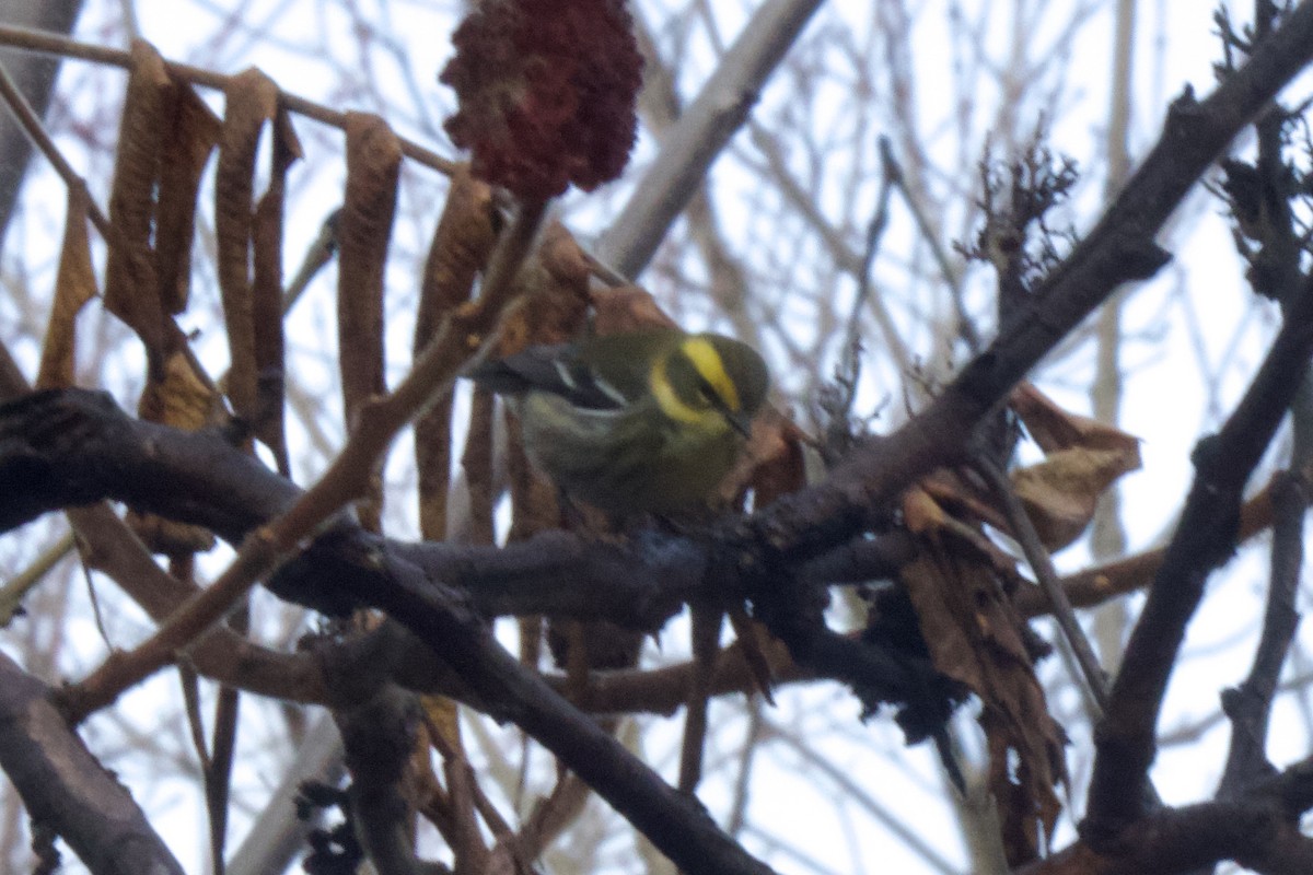 Townsend's Warbler - ML646183862