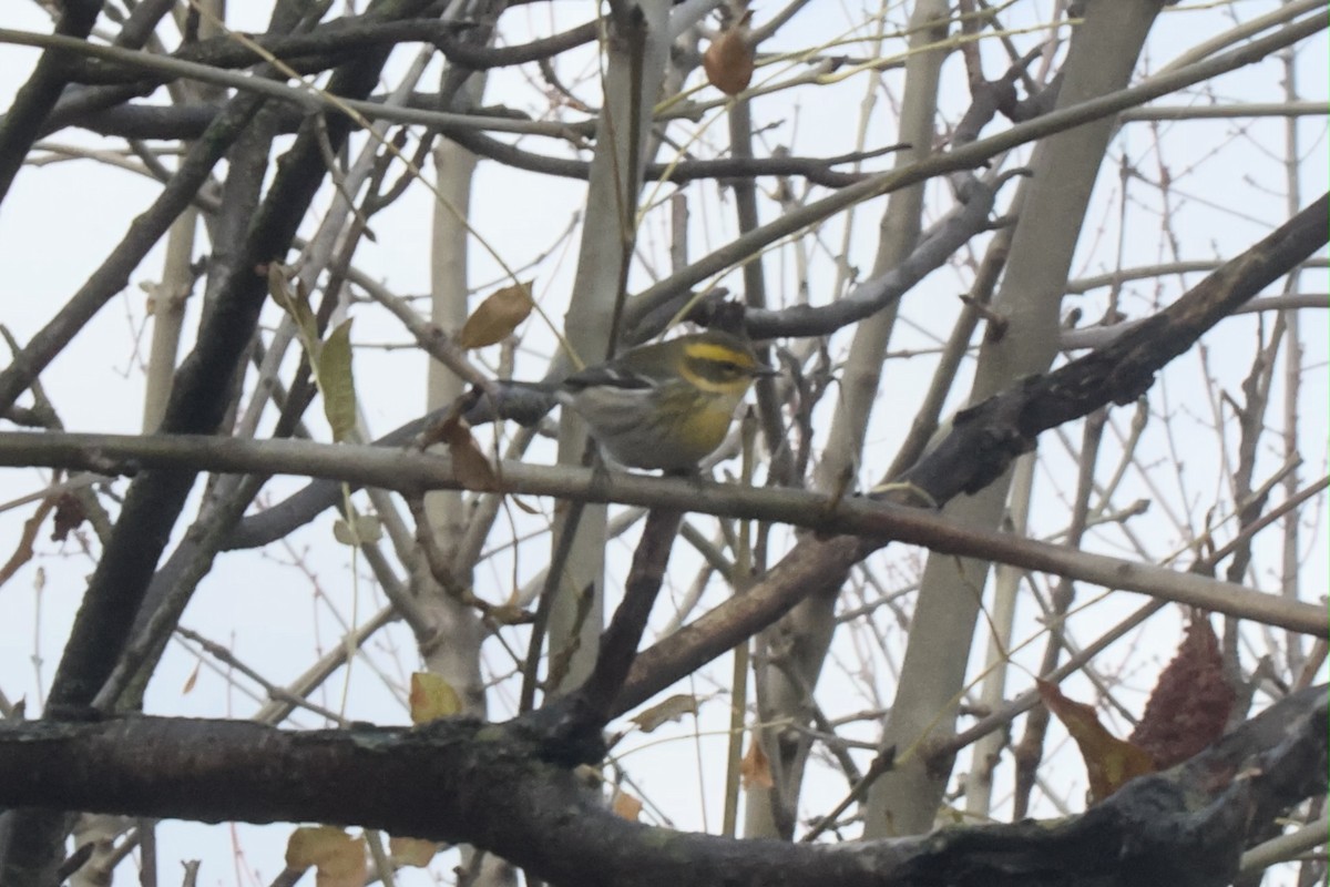 Townsend's Warbler - ML646183863