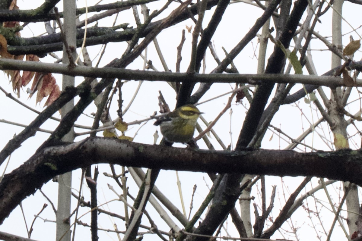 Townsend's Warbler - ML646183864