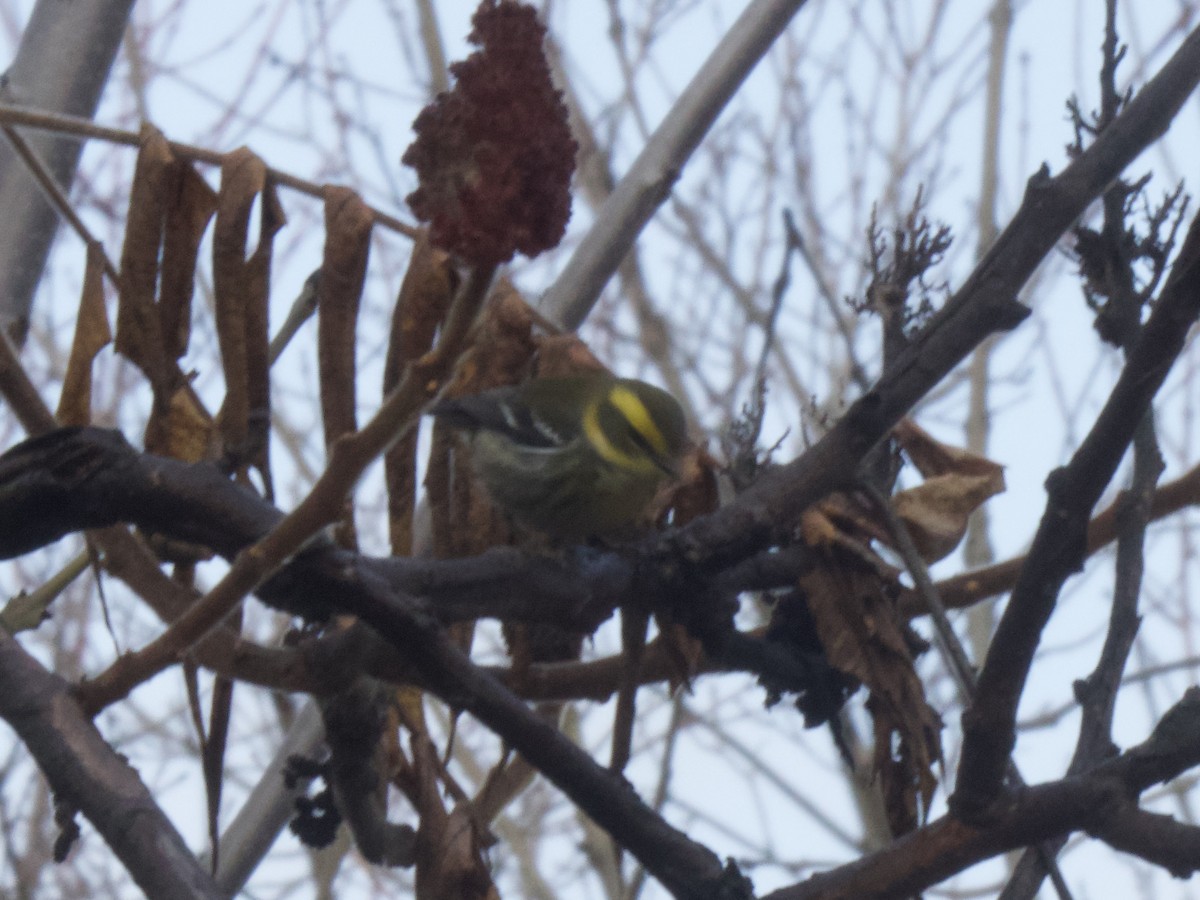 Townsend's Warbler - ML646183865