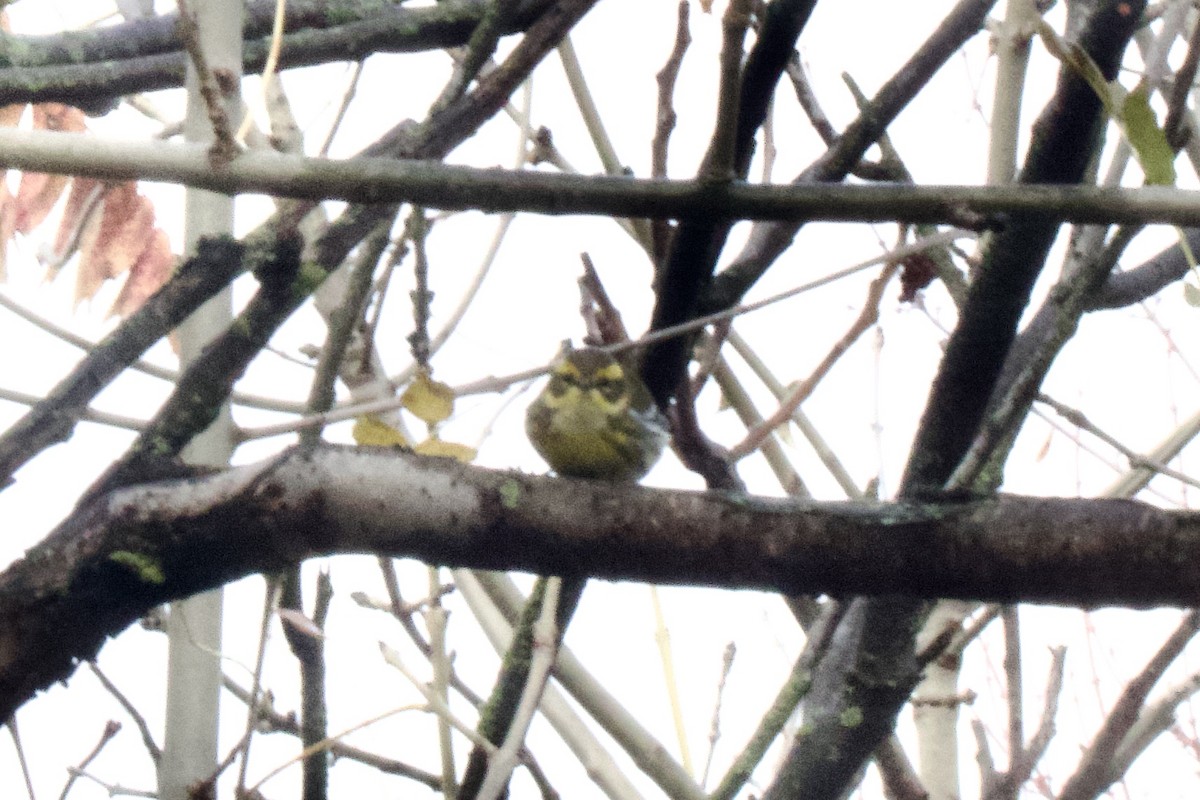 Townsend's Warbler - ML646183866