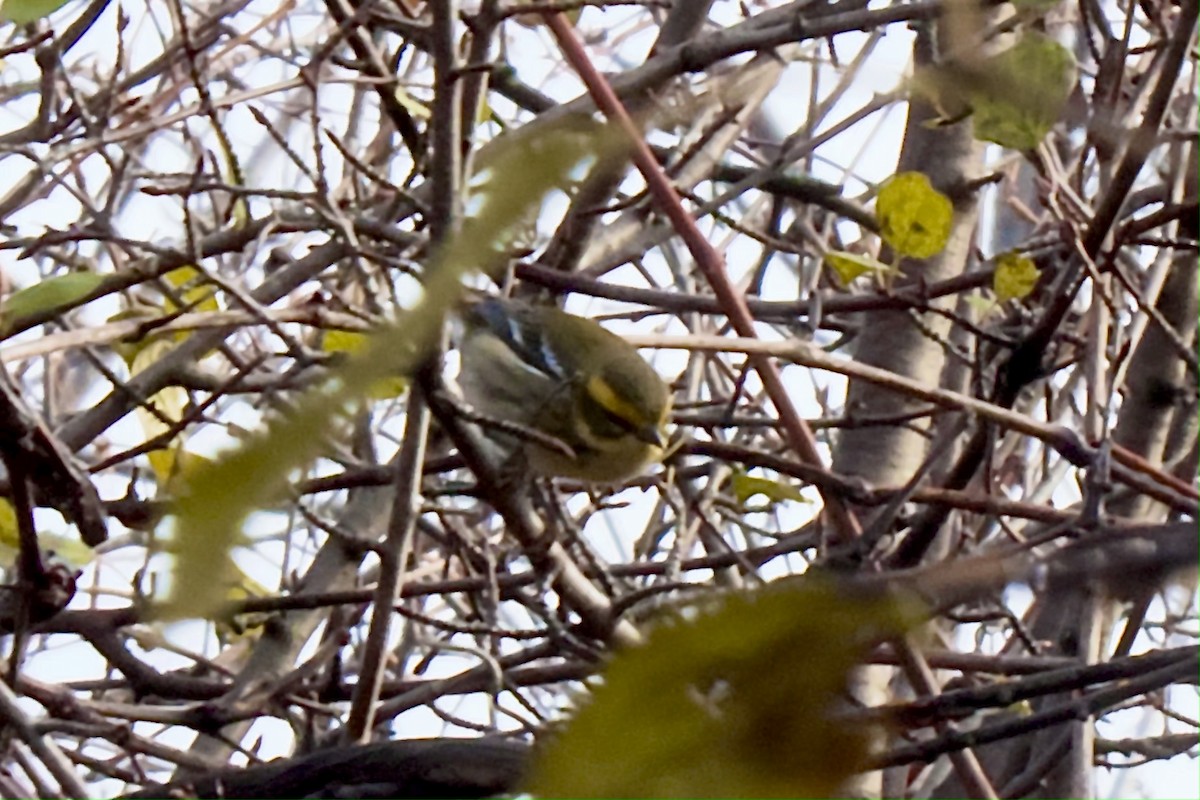 Townsend's Warbler - ML646183867