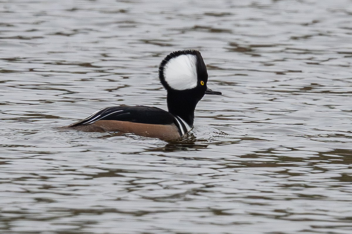 Hooded Merganser - ML646183869