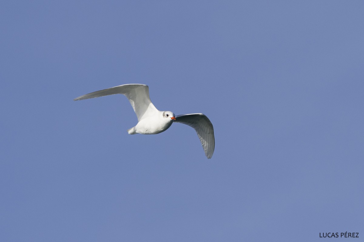 Mediterranean Gull - ML646183871