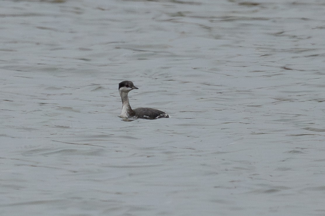 Horned Grebe - ML646183893
