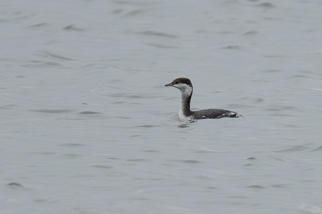 Horned Grebe - ML646183900