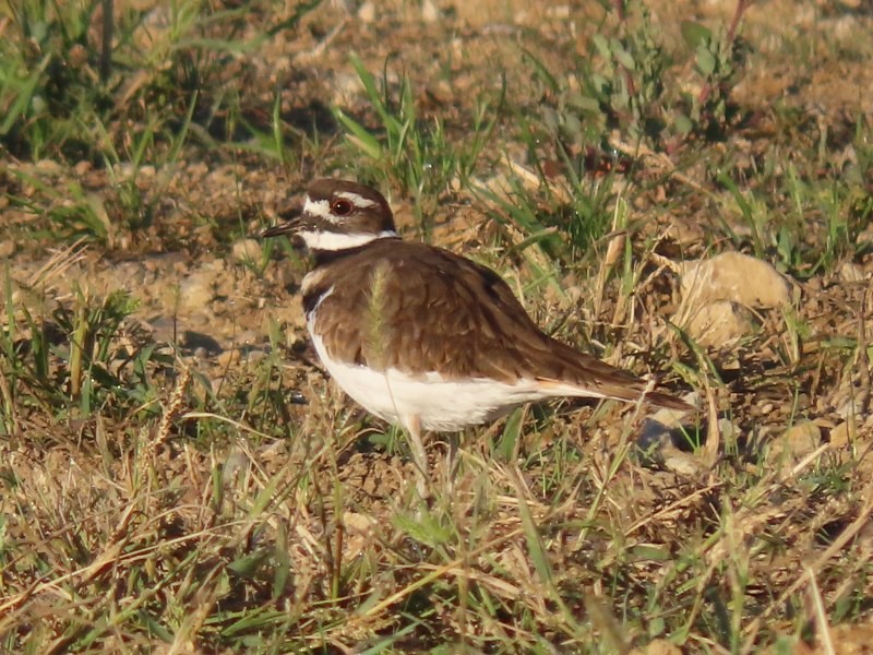 Killdeer - ML646183903