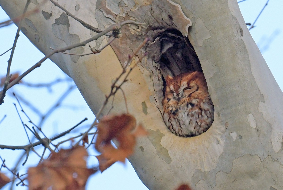 Eastern Screech-Owl - ML646183904