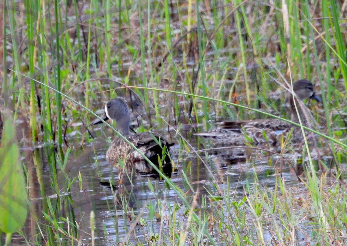 שרשיר כחול-כנף - ML646183907