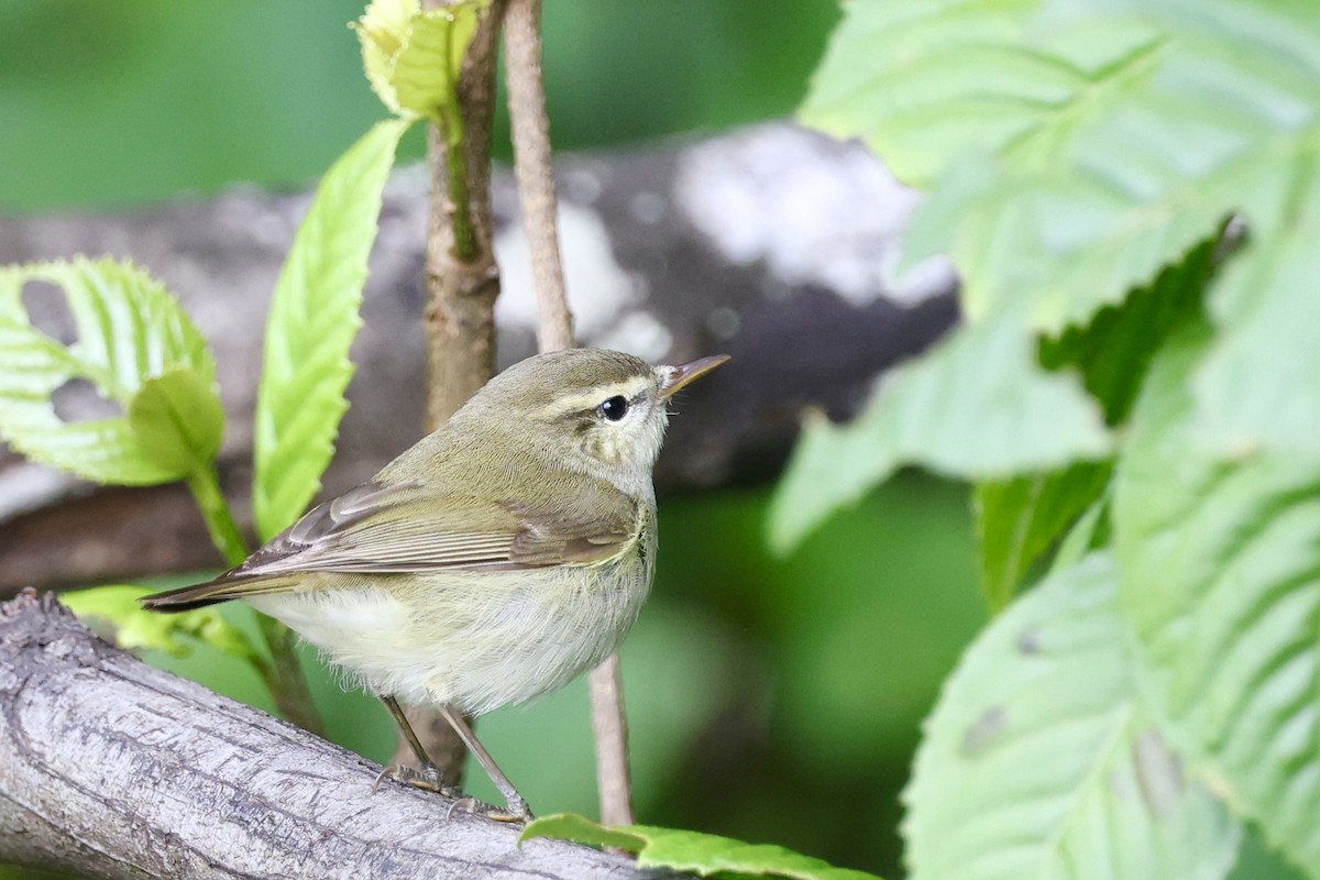 Greenish Warbler - ML646183917