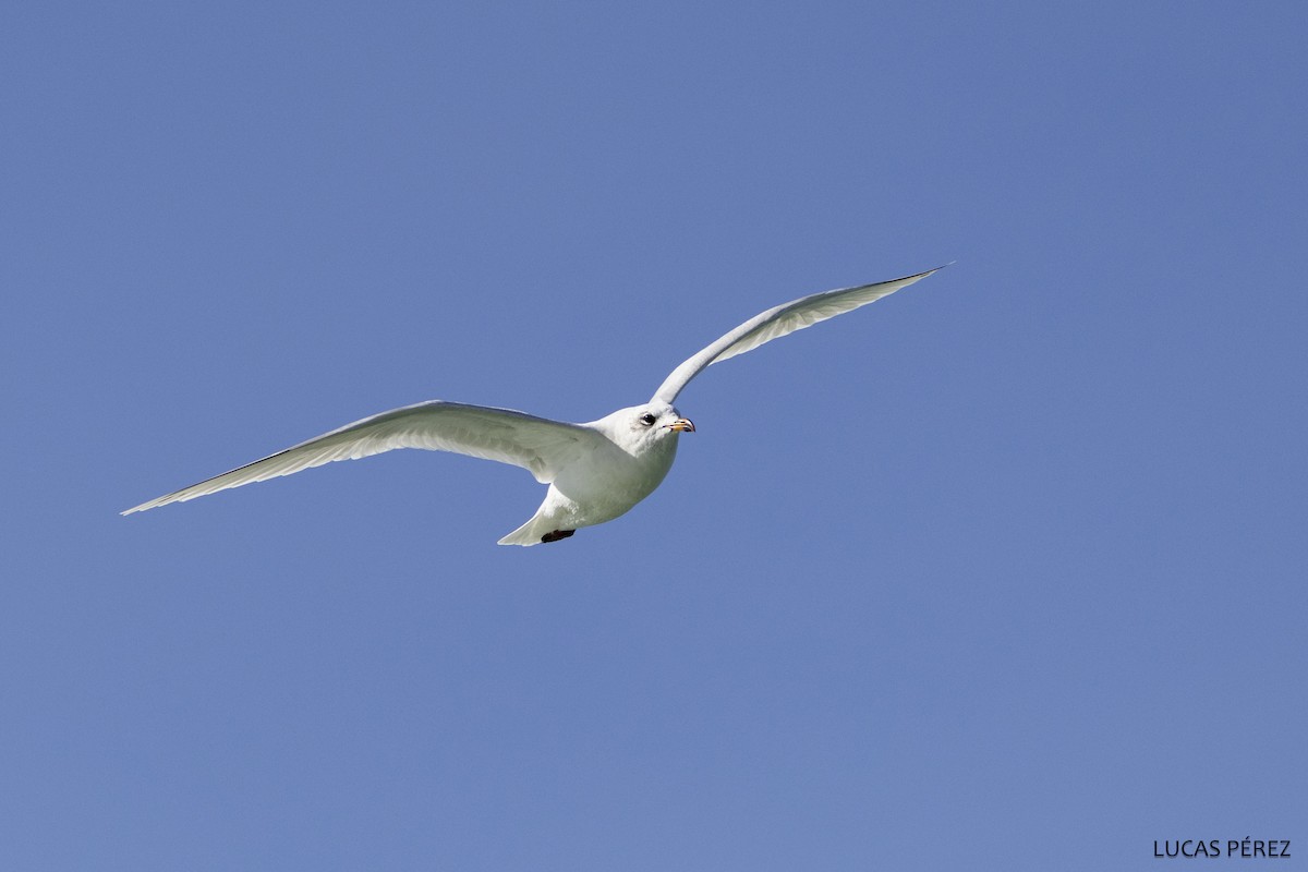 Mediterranean Gull - ML646183918
