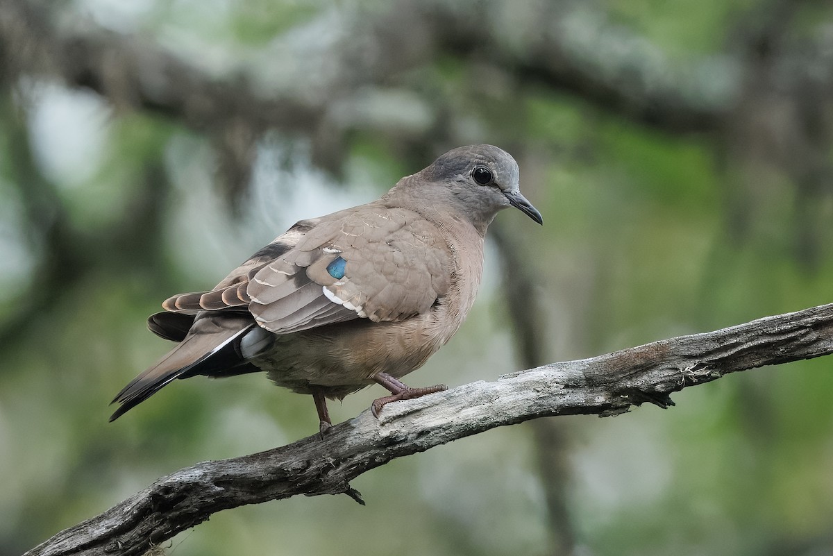Emerald-spotted Wood-Dove - ML646183919