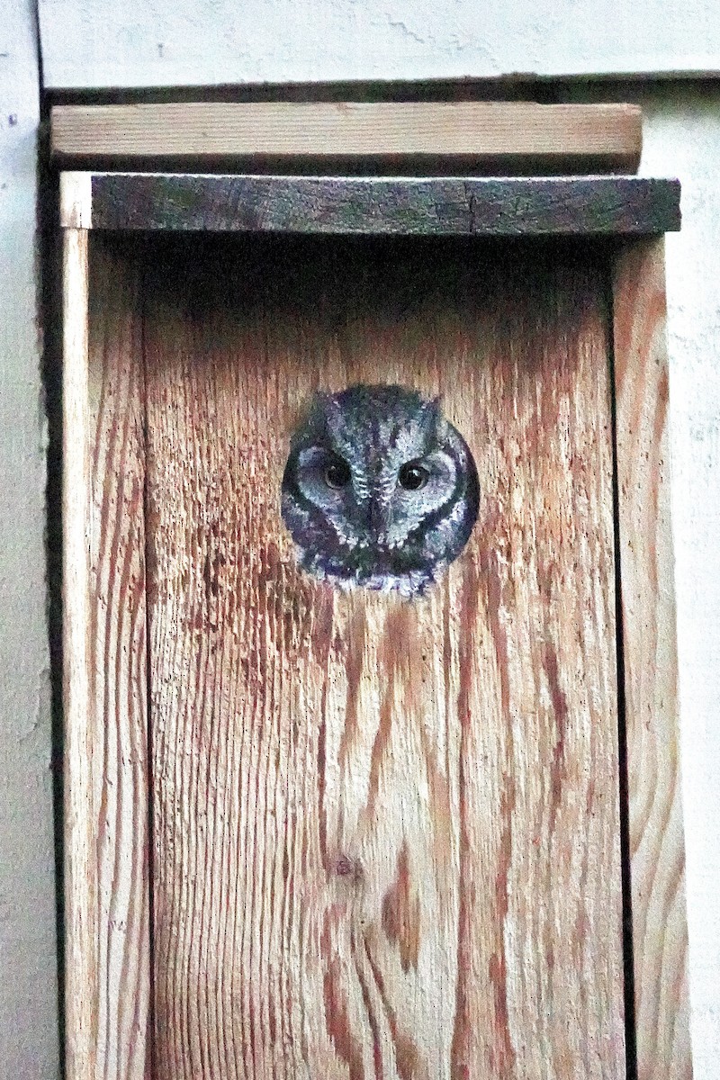 Western Screech-Owl - ML646183922