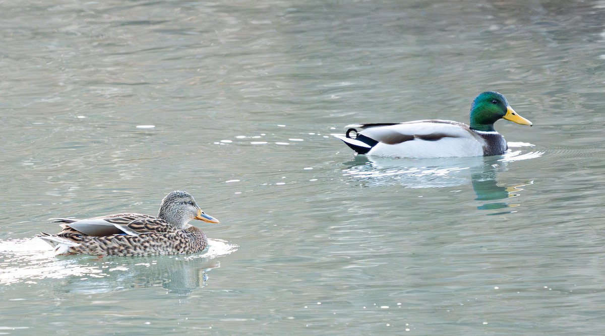 Зэрлэг нугас - ML646183925