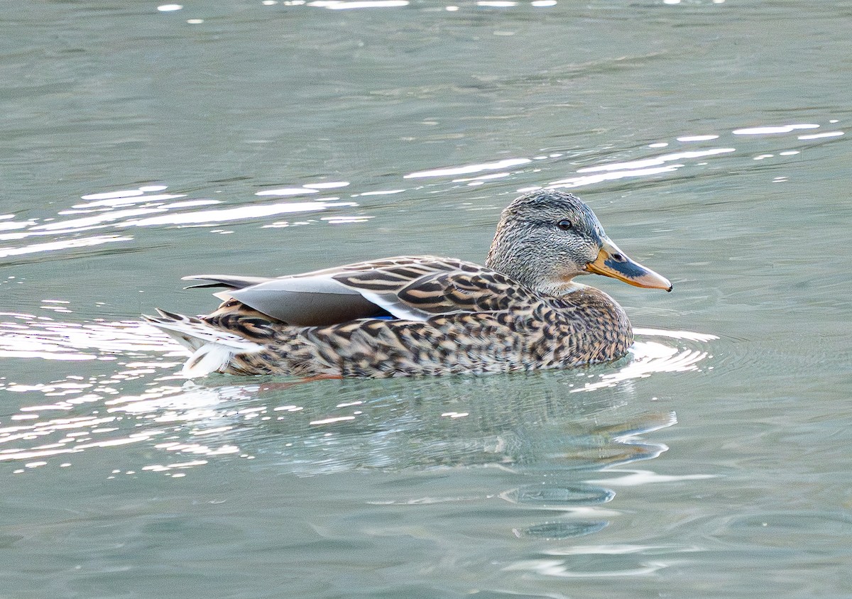 Зэрлэг нугас - ML646183926