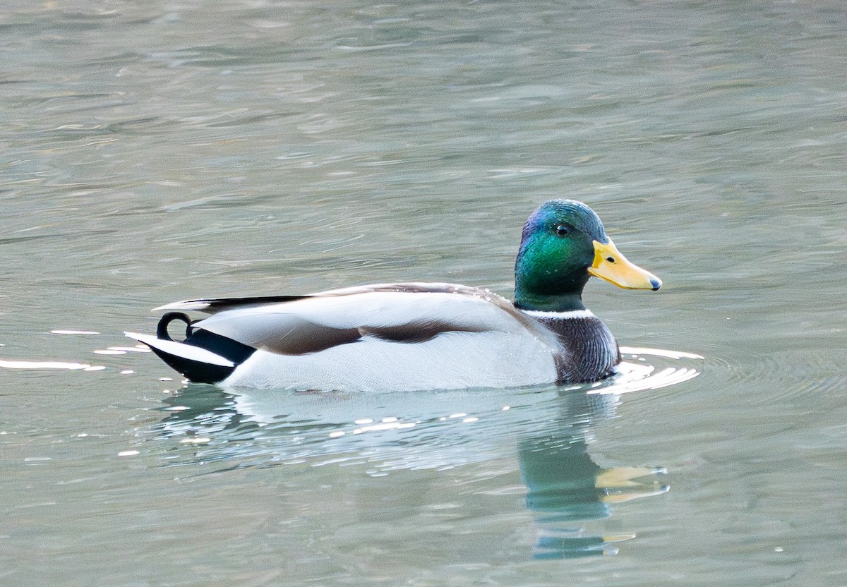 Зэрлэг нугас - ML646183927