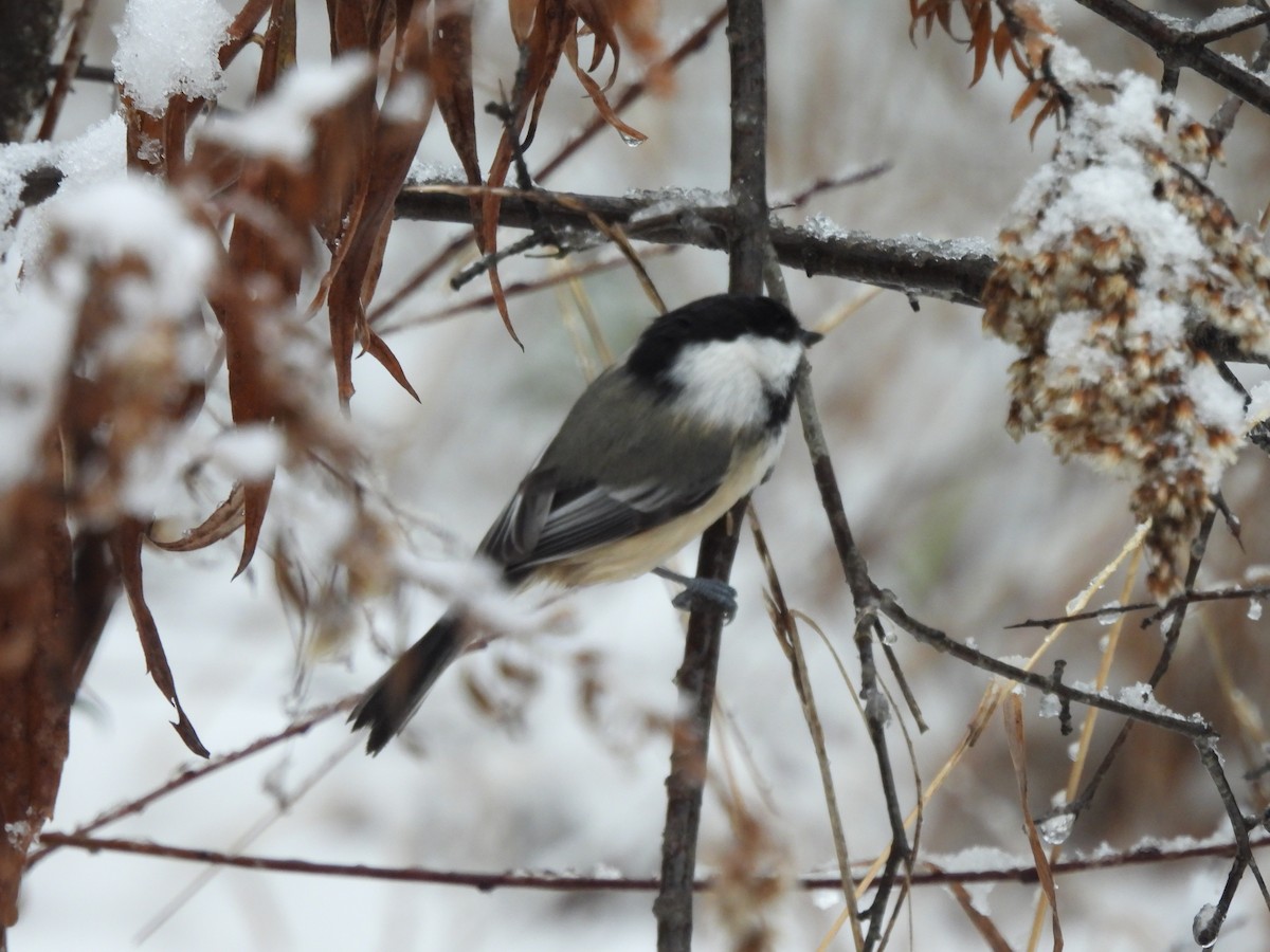 Гаїчка світлокрила - ML646183933