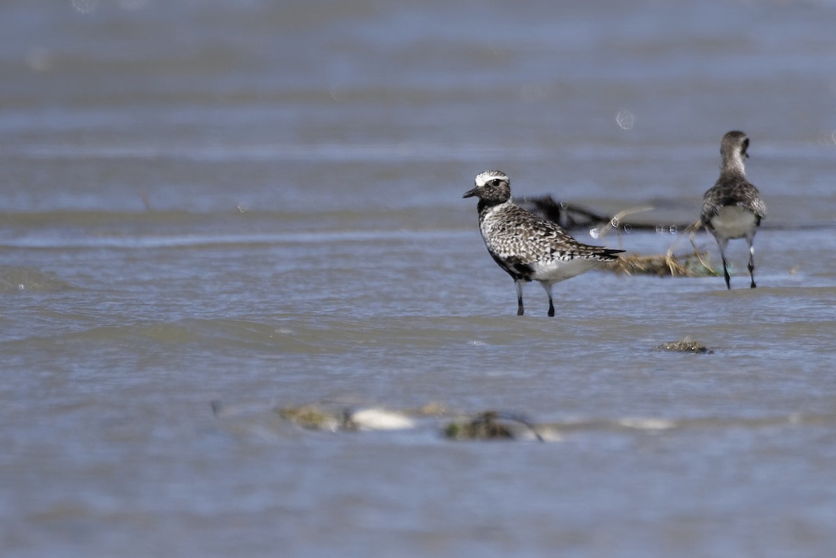 Black-bellied Plover - ML646183940