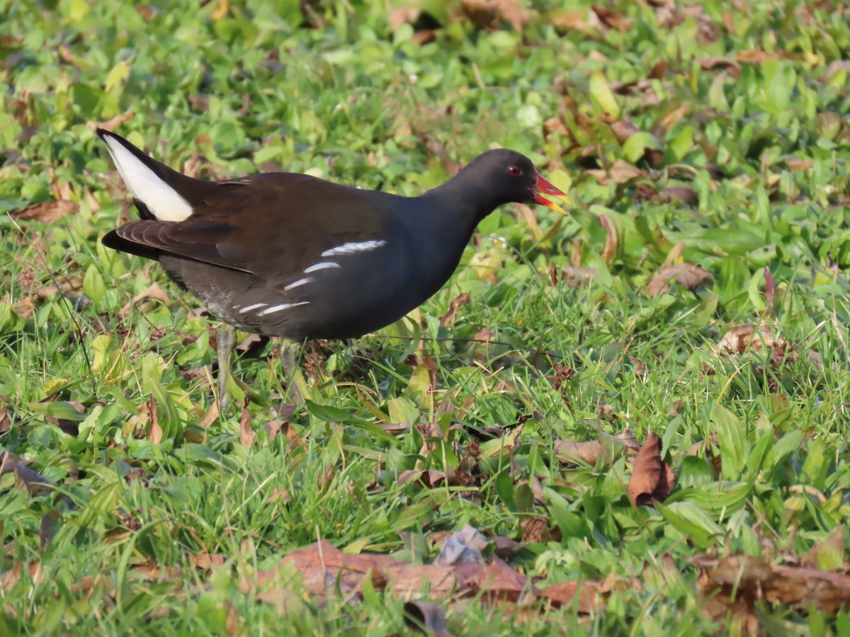 Eurasian Moorhen - ML646183941