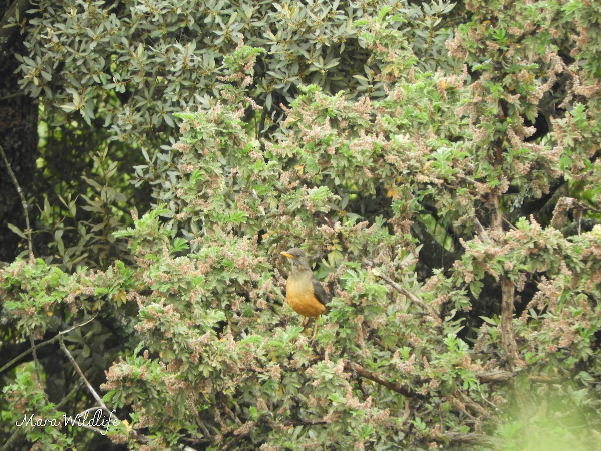 Olive Thrush - ML646183943