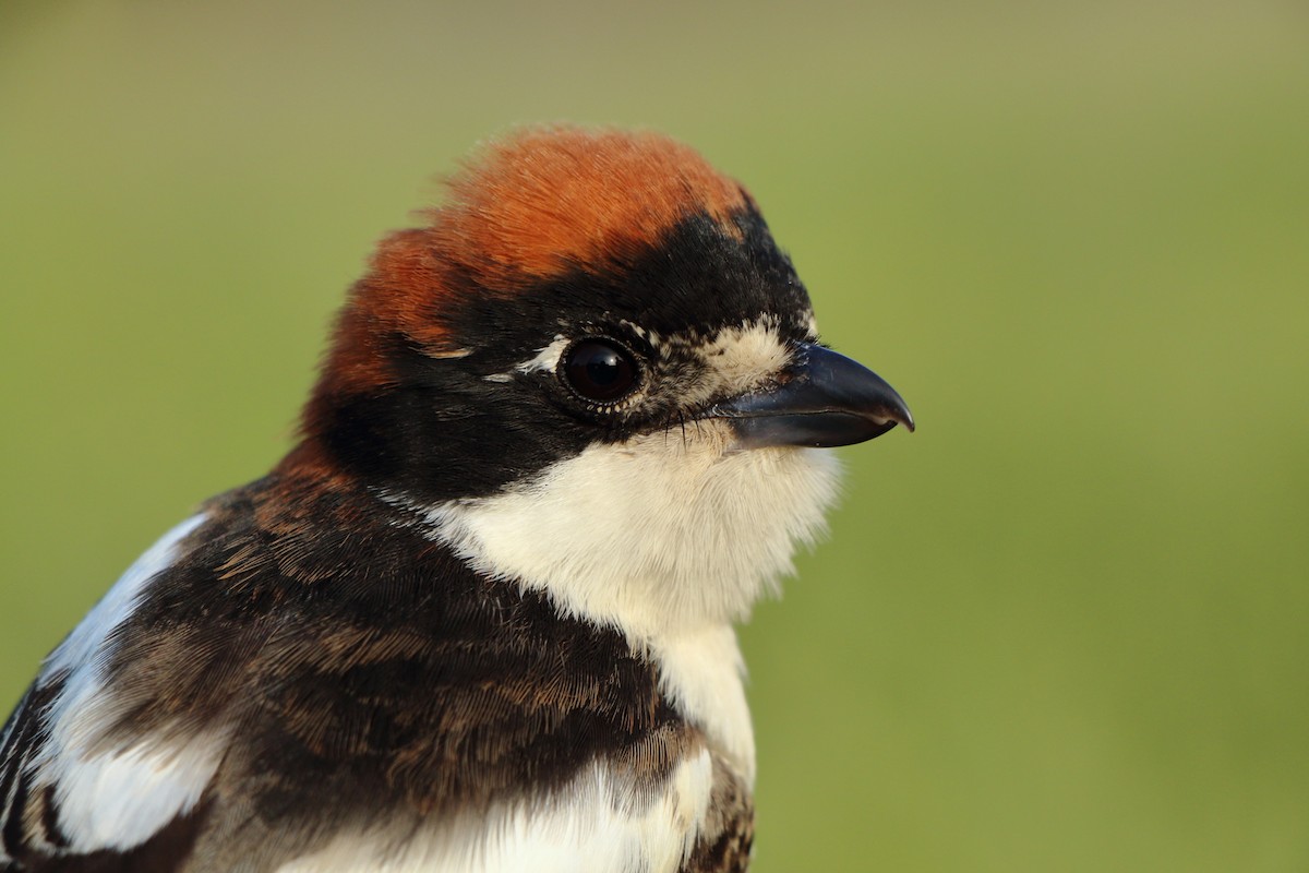 ťuhýk rudohlavý - ML646183963