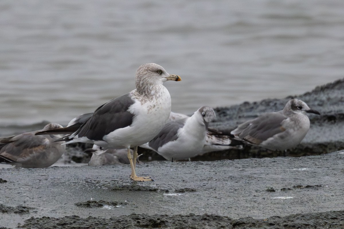 Lesser Black-backed Gull - ML646183966