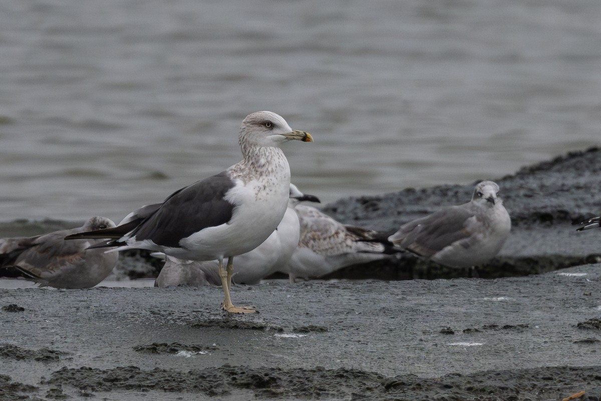 Lesser Black-backed Gull - ML646183967