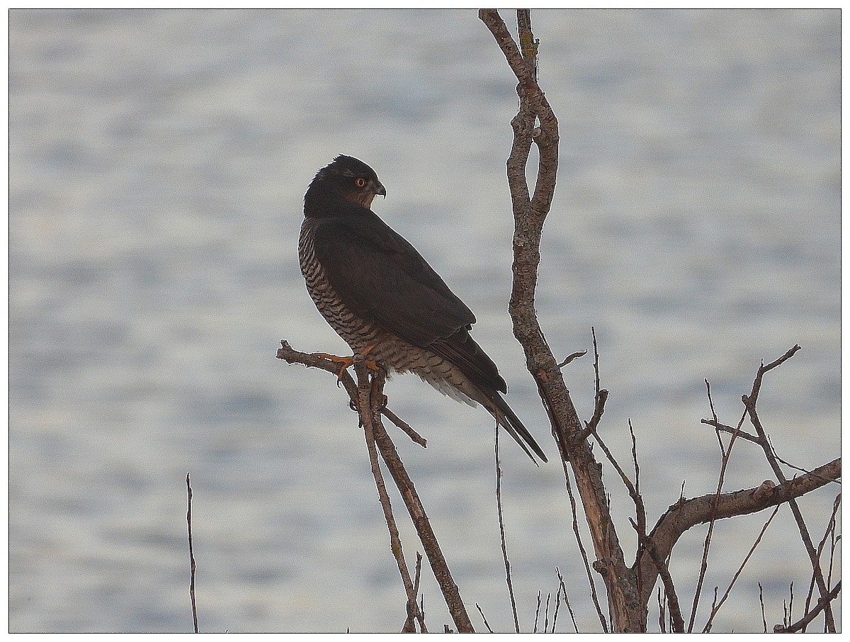 北雀鷹 - ML646183972