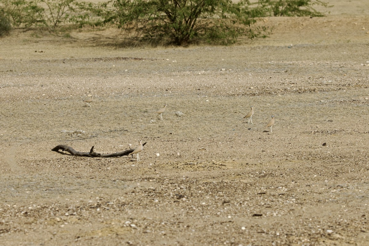 ørkenløper - ML646183975