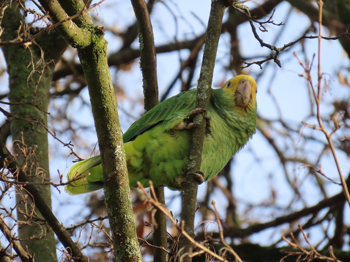 Yellow-headed Amazon - ML646183977