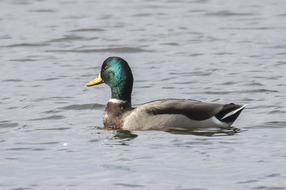 Зэрлэг нугас - ML646183980