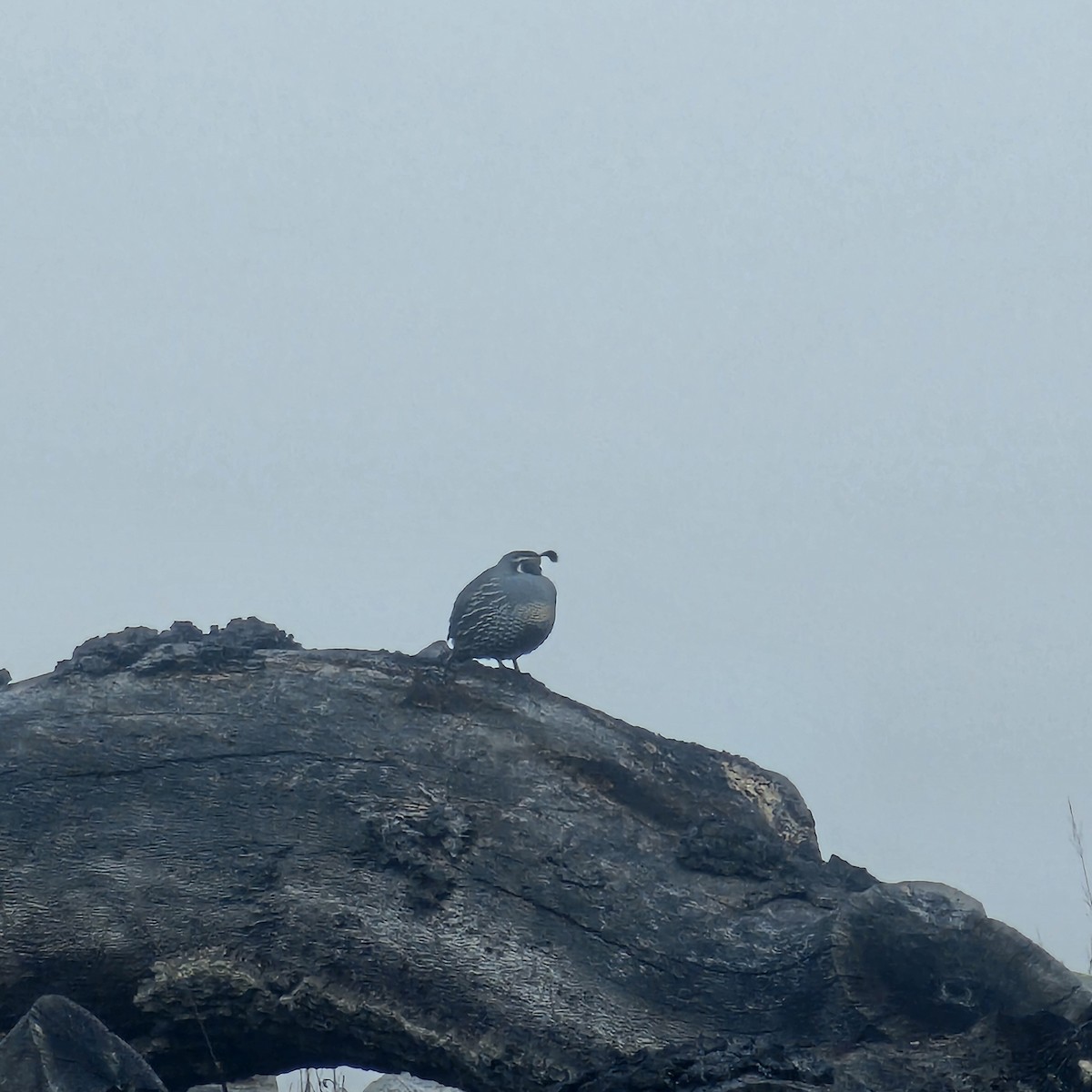 California Quail - ML646183990