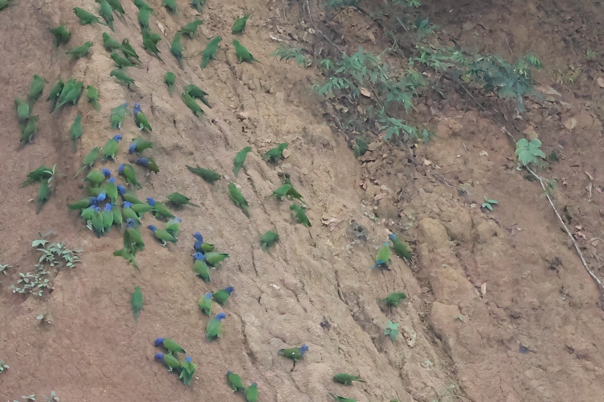 Blue-headed Macaw - ML646183991