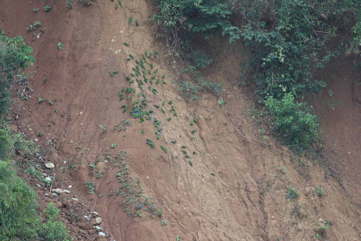 Blue-headed Macaw - ML646183992