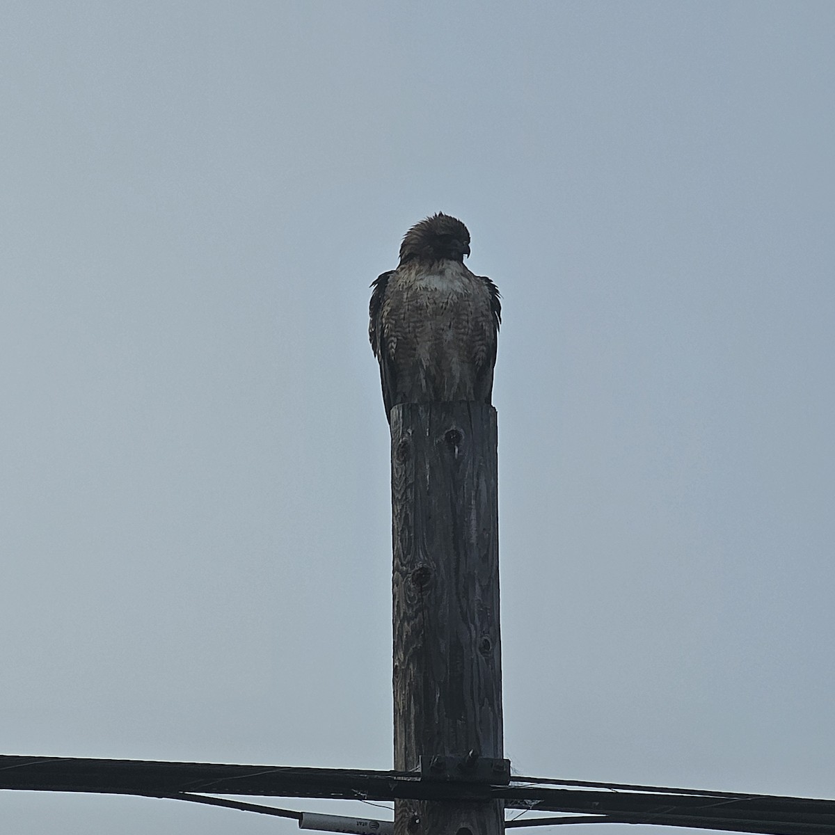 Red-tailed Hawk - ML646183997