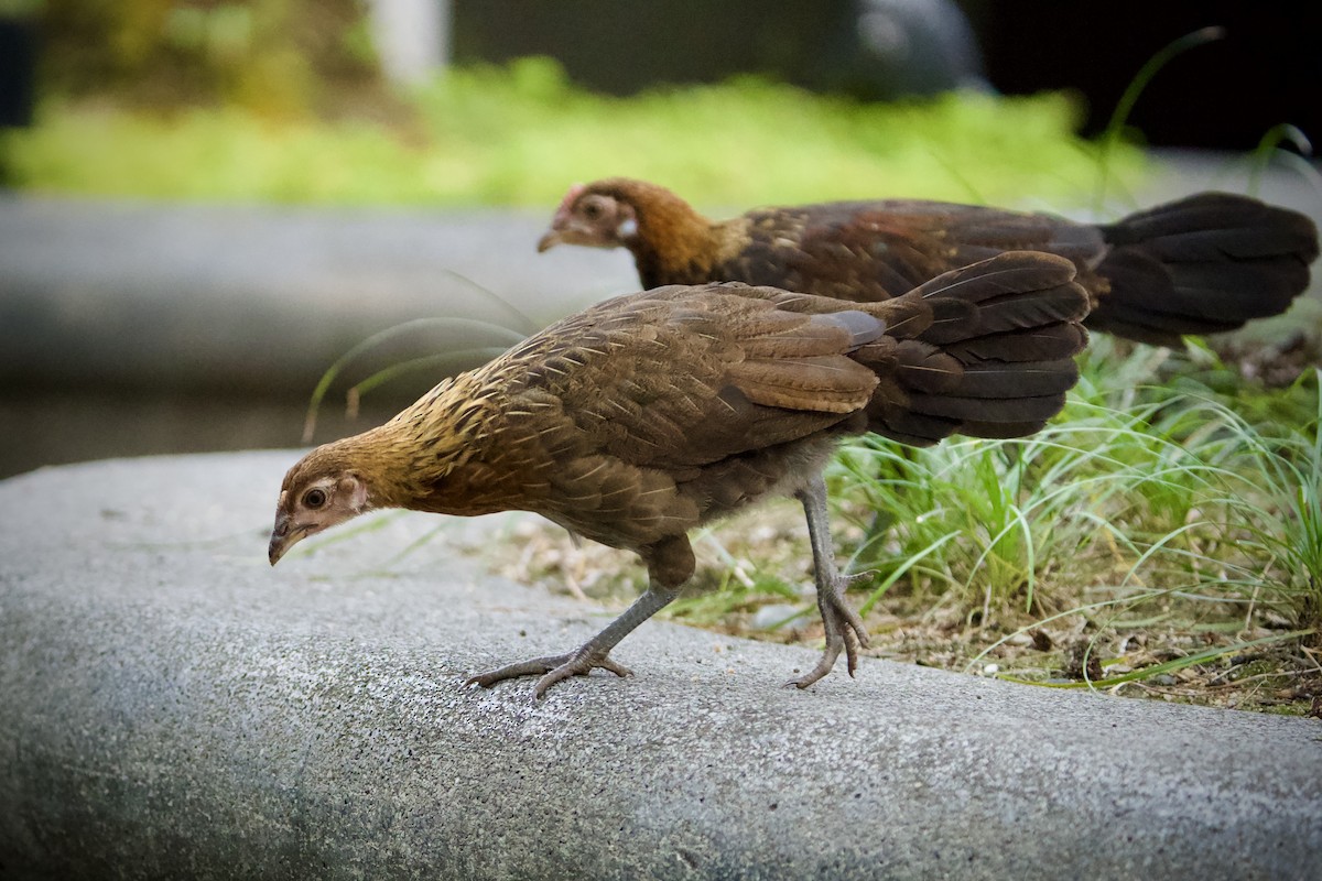 Red Junglefowl - ML646183998
