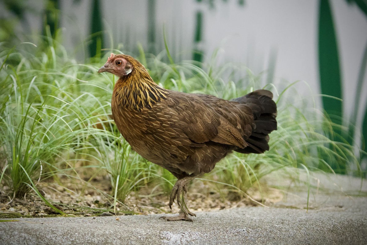 Red Junglefowl - ML646183999