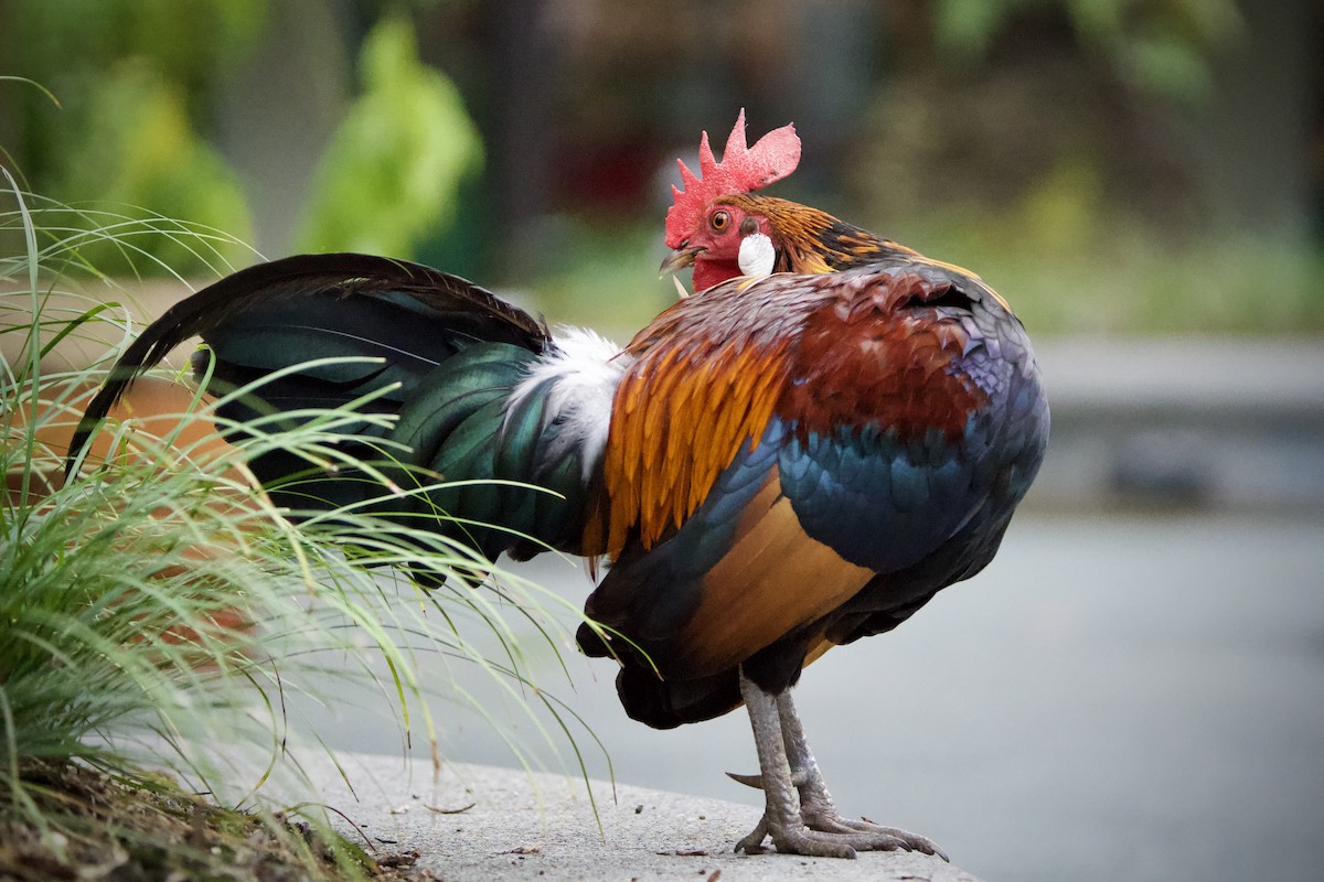 Red Junglefowl - ML646184002