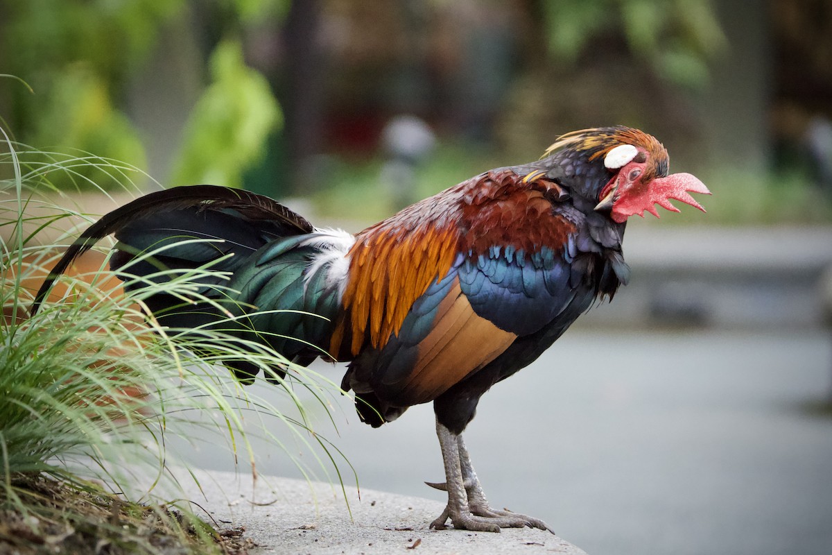 Red Junglefowl - ML646184003